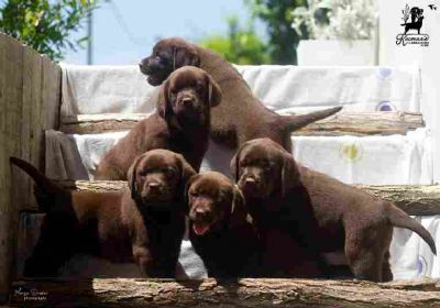 oglasi, Labrador Retriver tenci